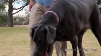 Най - високото куче в света ! (доказано)