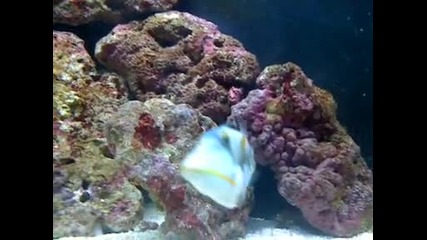 sera aquarium 