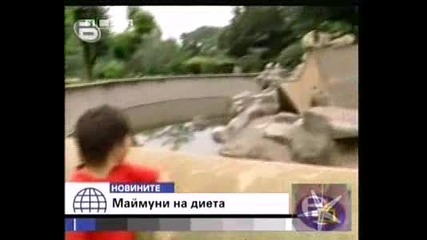 Маймуни На Диета - Господари на ефира