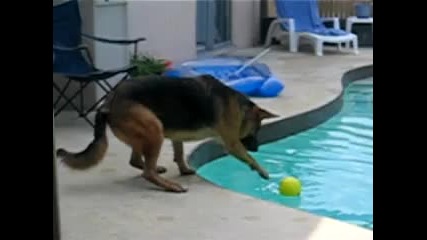 Куче пада в басейн Смях ! 