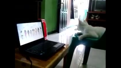 Коте обожава Snsd :p