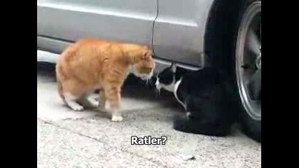 Котки!