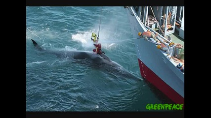 Да спрем избиването на китовете! + Статистика за китовете!