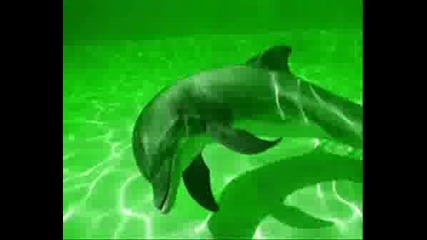 Dolphins