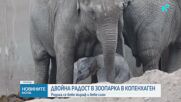 Жирафче и слонче се родиха в зоопарка в Копенхаген (ВИДЕО)