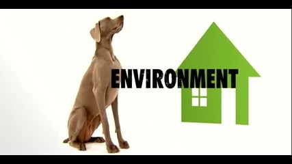 Dogs 101 - Weimaraner