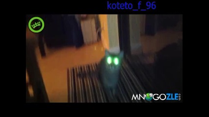 Catception