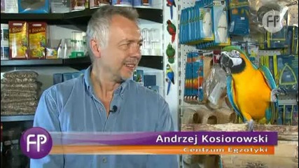 папагали Ара