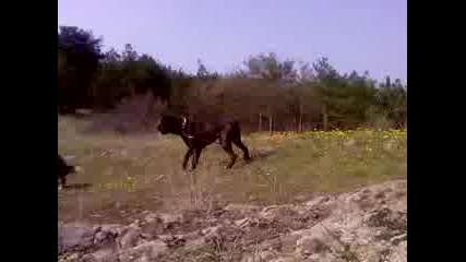 Azar