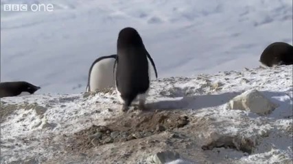 Луд пингвин крадец