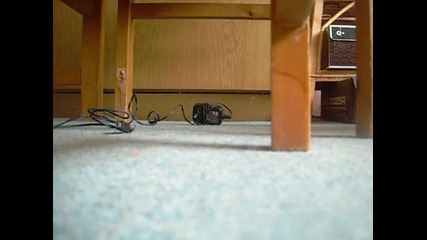 Малко сладко котенце си играе с кабел и после бяга