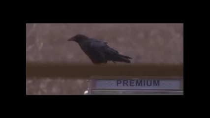Kaw Trailer