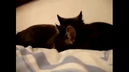 Cat Talking