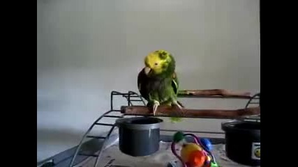 Папагал имитира бебе 