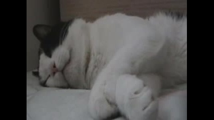 Смешна спяща котка