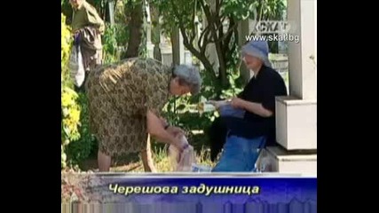 Черешова задушница
