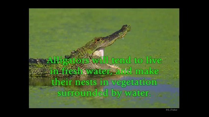 Alligator Vs Crocodiles 