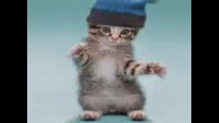 Откачени котки