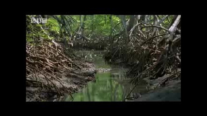 Bbc Cappucin Monkeys - Wild Caribbean 