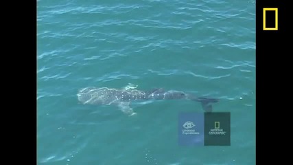 National Geographic - Китова Акула