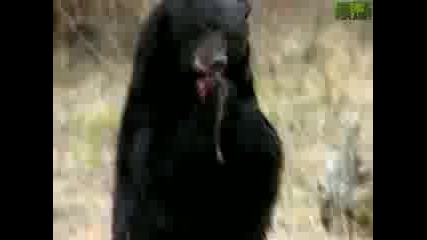 Nation Geographic Animal Face - Off Alligator vs. Black Bear