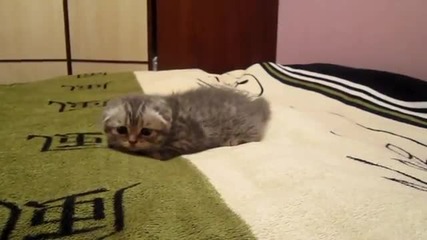 Уплашено котенце