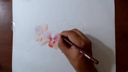 Рируване на орхидеи с акварелни моливи