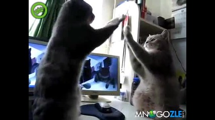 Котки играят на пържоли