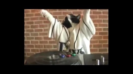 много смях! Dj Kitty 