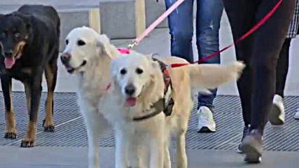 Стотици кучета на традиционната новогодишна разходка в Мадрид
