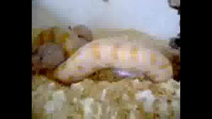 Python Eat Mouse