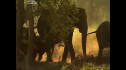Africa`s lost eden / Изгубения рай на Африка National Geographic ( Бг аудио )