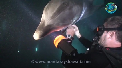 Делфин търси помощ от водолаз