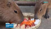 Животните в китайски сафари парк получиха празнично меню за Лунния празник