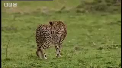 Леопард срещу Лъв 