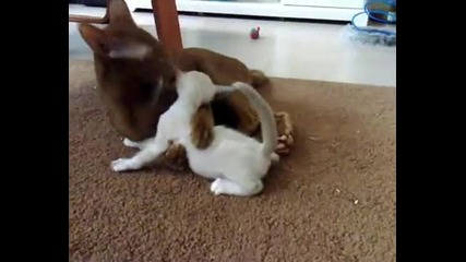 Siamese kittens 5 weeks