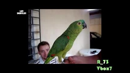 Папагал оперен певец 