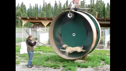 Хъски се мисли за хамстер