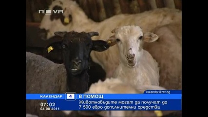 Животновъдите могат да получат до 7500 евро допълнителни средства - Нова Телевиз