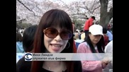 Прочутите вишни в Токио разцъфнаха и събраха множество туристи