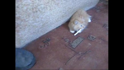 Как да откажеш коте от цигарите