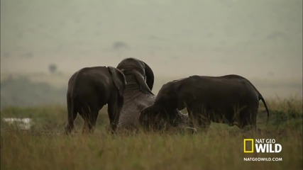 Wild Wives of Africa - Elephant Boogie