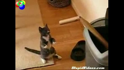 Лудото Коте - Боксьор