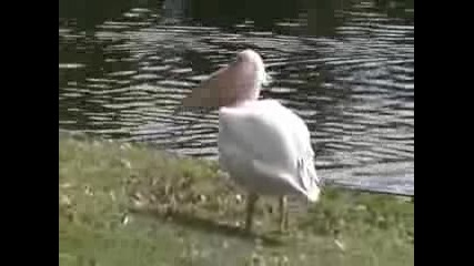 Пеликан поглъща гълъб 