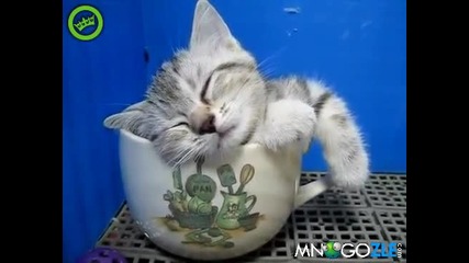 Коте спи в чаша 