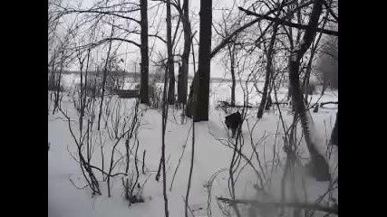 Волк 