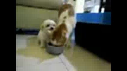 very funny cats video 