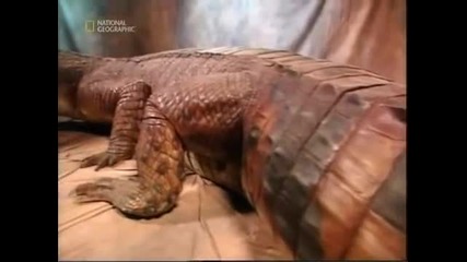 Така като гледате този крокодил, чудите ли се дали изобщо нещо има шанс да оцелее, ако го срещне?.
