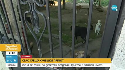Жена се грижи за десетки бездомни кучета в частен имот