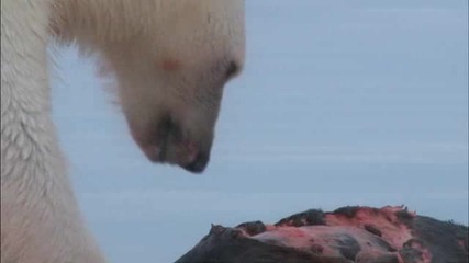 Animal Planet - Полярна мечка си похапва тюлен.